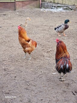 Predám nasadové vajíčka araucana - 2