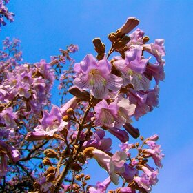 Paulownia- semena - 2