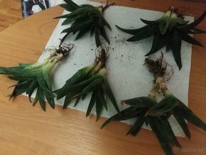 Sukulenty Haworthia, aloe vera - 2