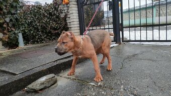 Cane corso - 2