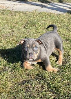 American bully - 2