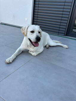 Labrador - 2