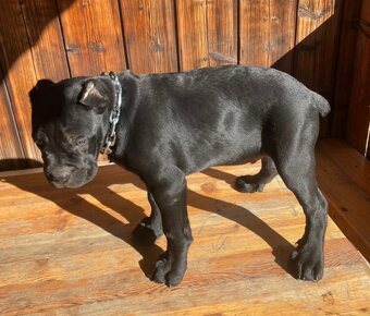 Šteniatko Cane Corso – úplne čierny psík - 2