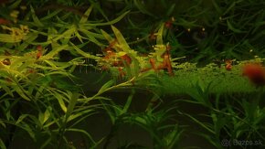 Krevetky,  akvarijné rastlinky - 2
