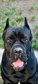 Cane corso - 2