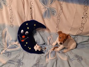 Jack Russel Terier - 2