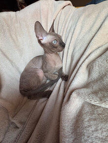 sphynx,. - 2