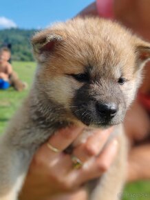 Akita inu - 2