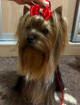 Jorkšírský teriér / Yorkshire Terrier / York / Jork - 2