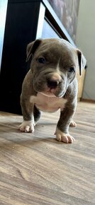 American bully xl / American bully xxl - 2