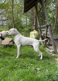 Argentínska doga štěňata, Dogo Argentino - 2