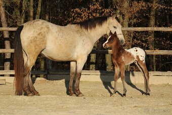 Appaloosa bay blanket colt Atlas - 2