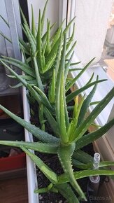 Aloe vera - 2