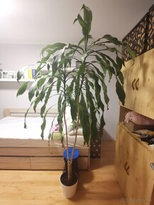 Dracena - 2