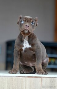 American Bully XL /XXL Pitbull - 2