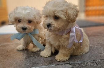 Maltipoo mini - 2