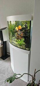 rohove akvarium juwel 350L s vybavenim aj s rybami - 2