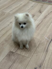 Génia Pomeranian . - 2