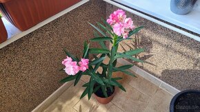 Oleander ružový, plnokvetý - 2