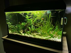 Akvarium 54l - 2