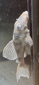 Pleco L136 - 2