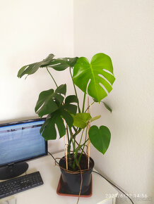 Monstera1 - 2