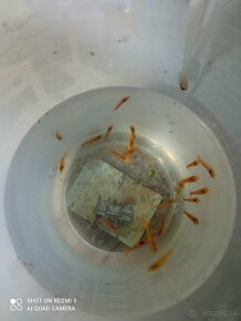 Krevetky neocaridina mix vytriedené z chovu - 2