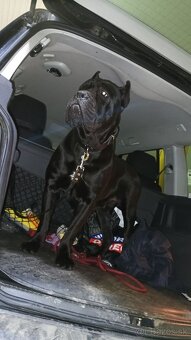 Cane Corso - 2