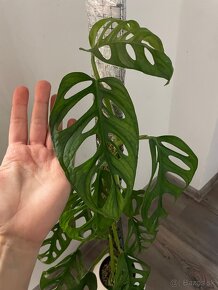 Monstera mint - 2