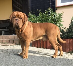 BORDEAUXSKA DOGA, BORDO DOGA , DOGUE DE BORDEAUX FCI –krytie - 2