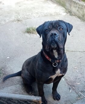 Cane corso - 2