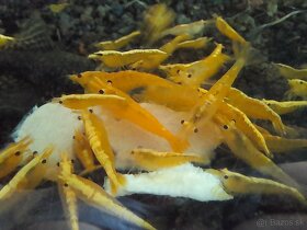 Krevetky neocaridina davidi yellow - 2