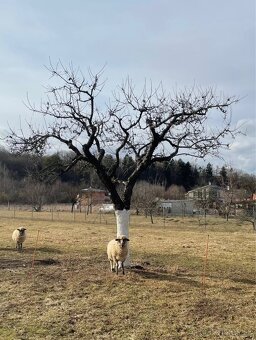 strihanie rez ovocných stromov - 2