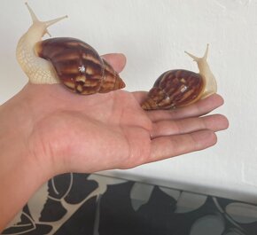 Achatina (Africké slimáky) Albino Body - 2