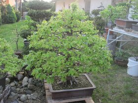 bonsai,bonsaj-hrab 3 - 2