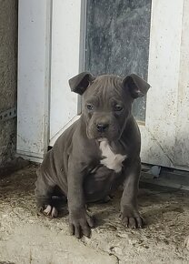 American bully - 2