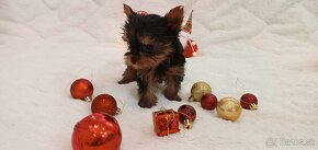 yorkshire  terrier mini - 2