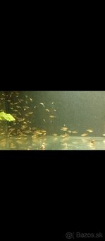 Danio perlove(danio margaritatus) - 2