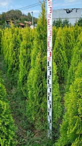 Thuja occidentalis Smaragd - 2