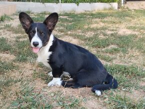 Poslední volný pejsek welsh corgi cardigan s PP - 2