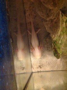 Axolotl - 2