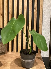 Monstera - 2