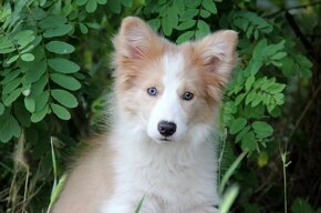 Border kólia bez pp, border collie - 2