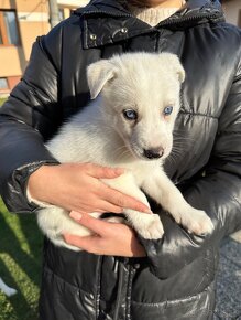 Šteniatka krížené s husky - 2