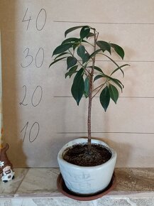 Ficus bonsai - 2