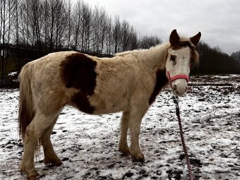 Pony kobylka - 2