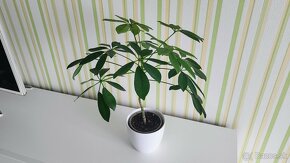 Šeflera (Schefflera) - 2