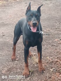 Doberman krytie - 2