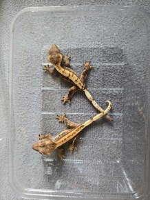 Pagekon riasnatý - Rhacodactylus ciliatus - 2