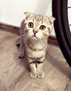 Scottish Fold / Škótsky Klapouchý Kocúrikovia s PP - 2